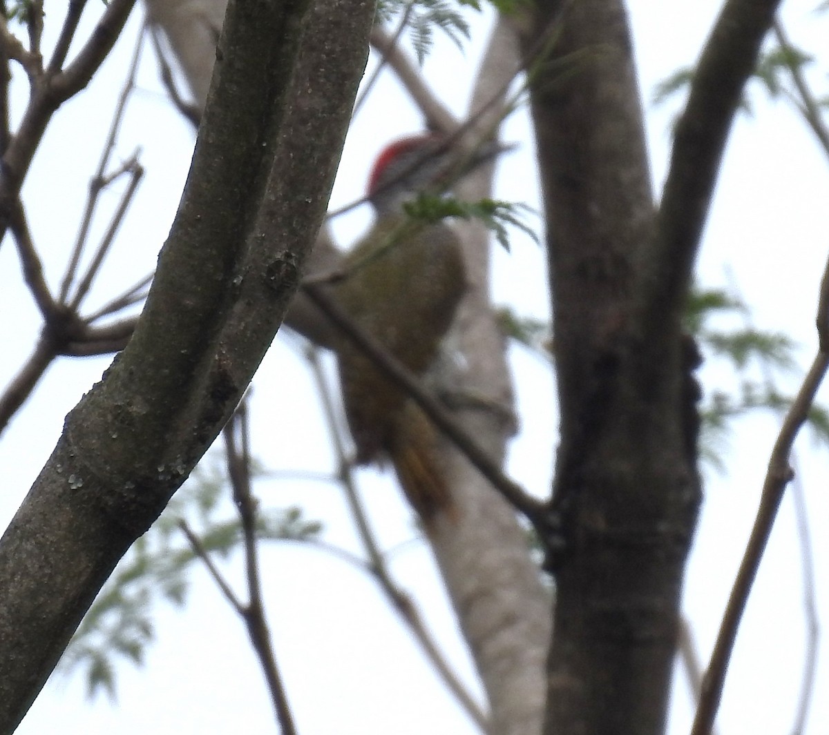 Cardinal Woodpecker - ML645742043
