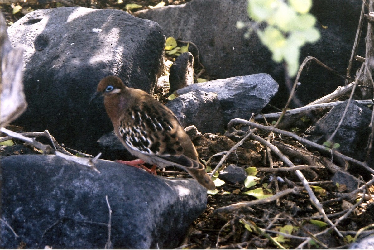 ガラパゴスバト - ML645742044