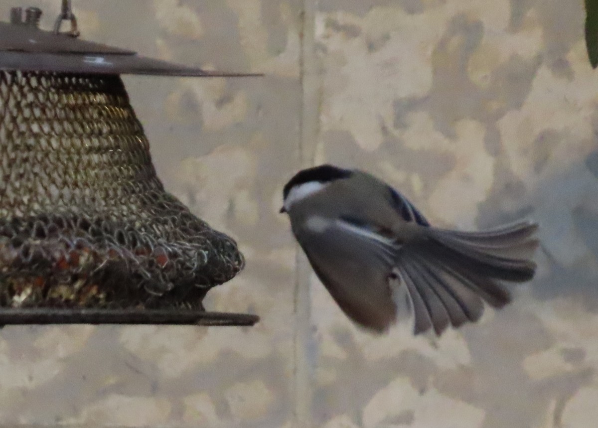 Black-capped Chickadee - ML645742048