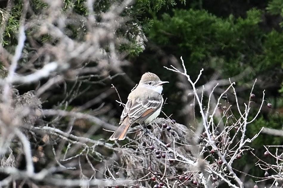 Ash-throated Flycatcher - ML645742049