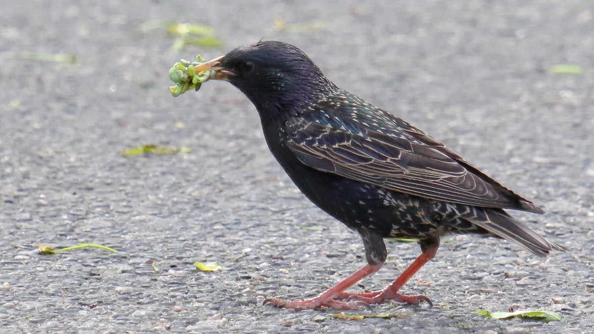 European Starling - ML645742052