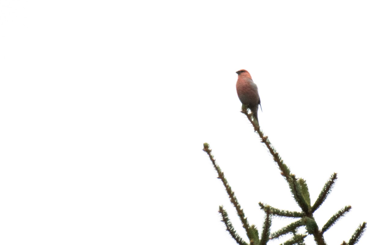 Tayga Çütresi (leucura) - ML645742054