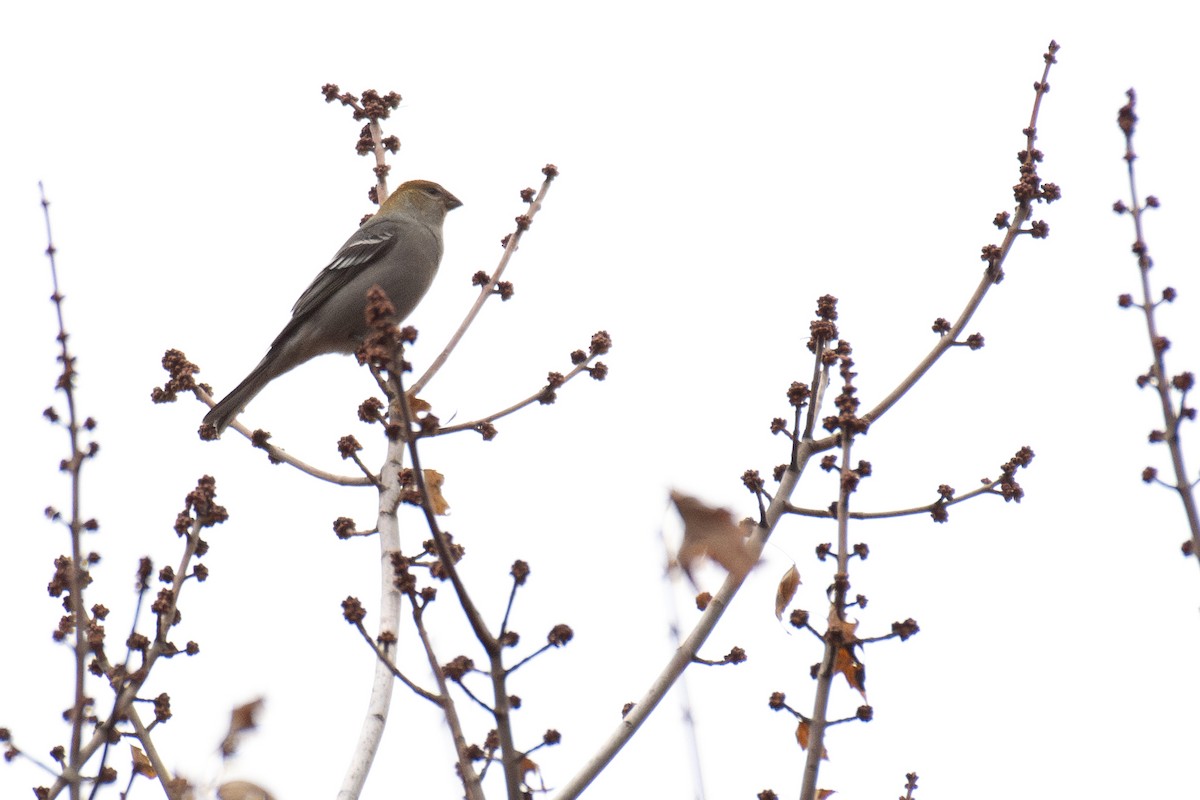 Tayga Çütresi (leucura) - ML645742055