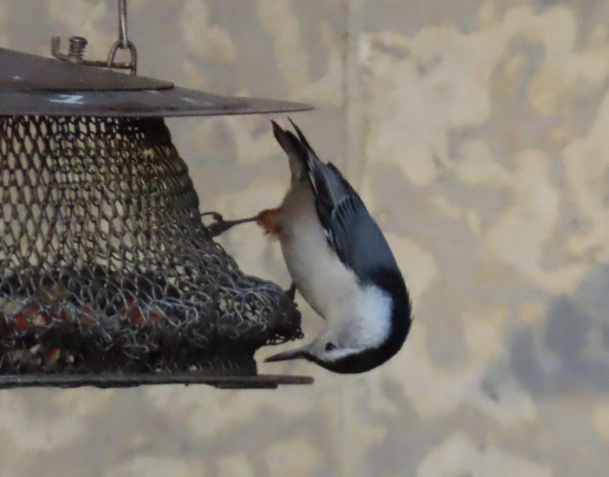 White-breasted Nuthatch - ML645742056