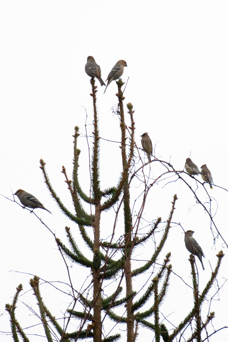 Tayga Çütresi (leucura) - ML645742057