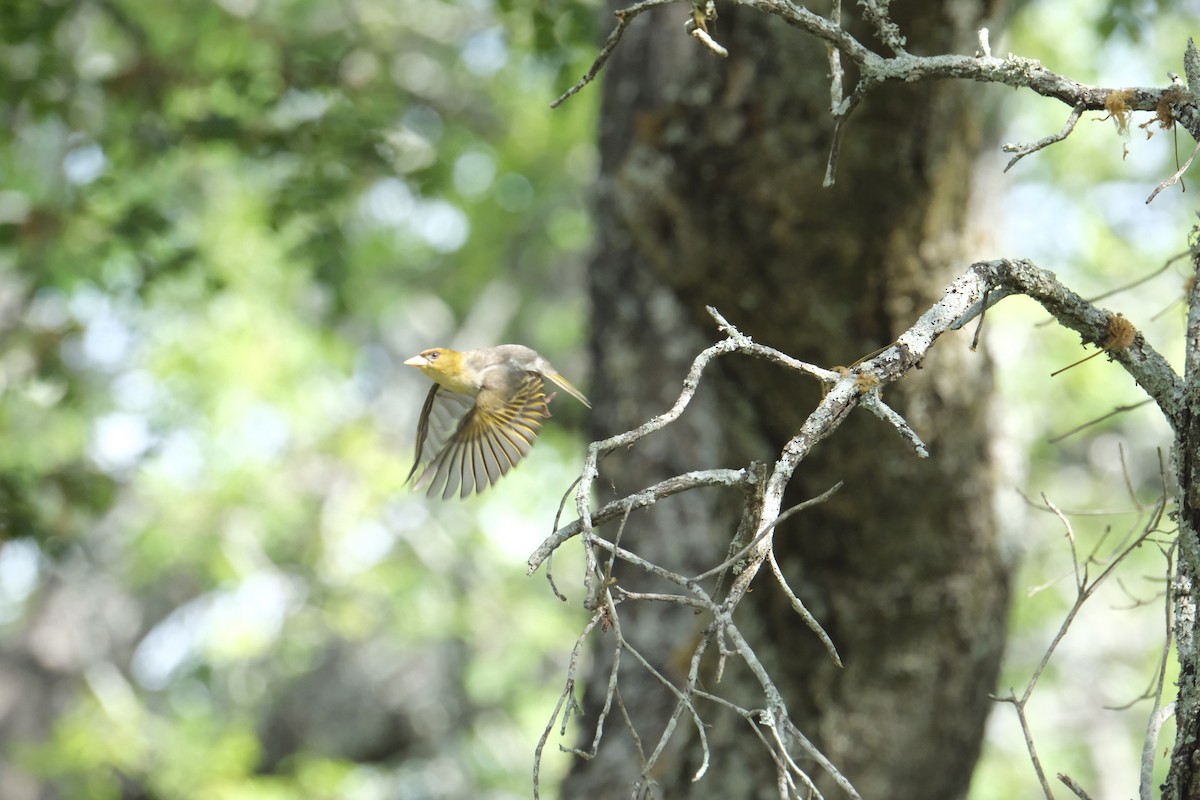 Anaplecte écarlate - ML645742062