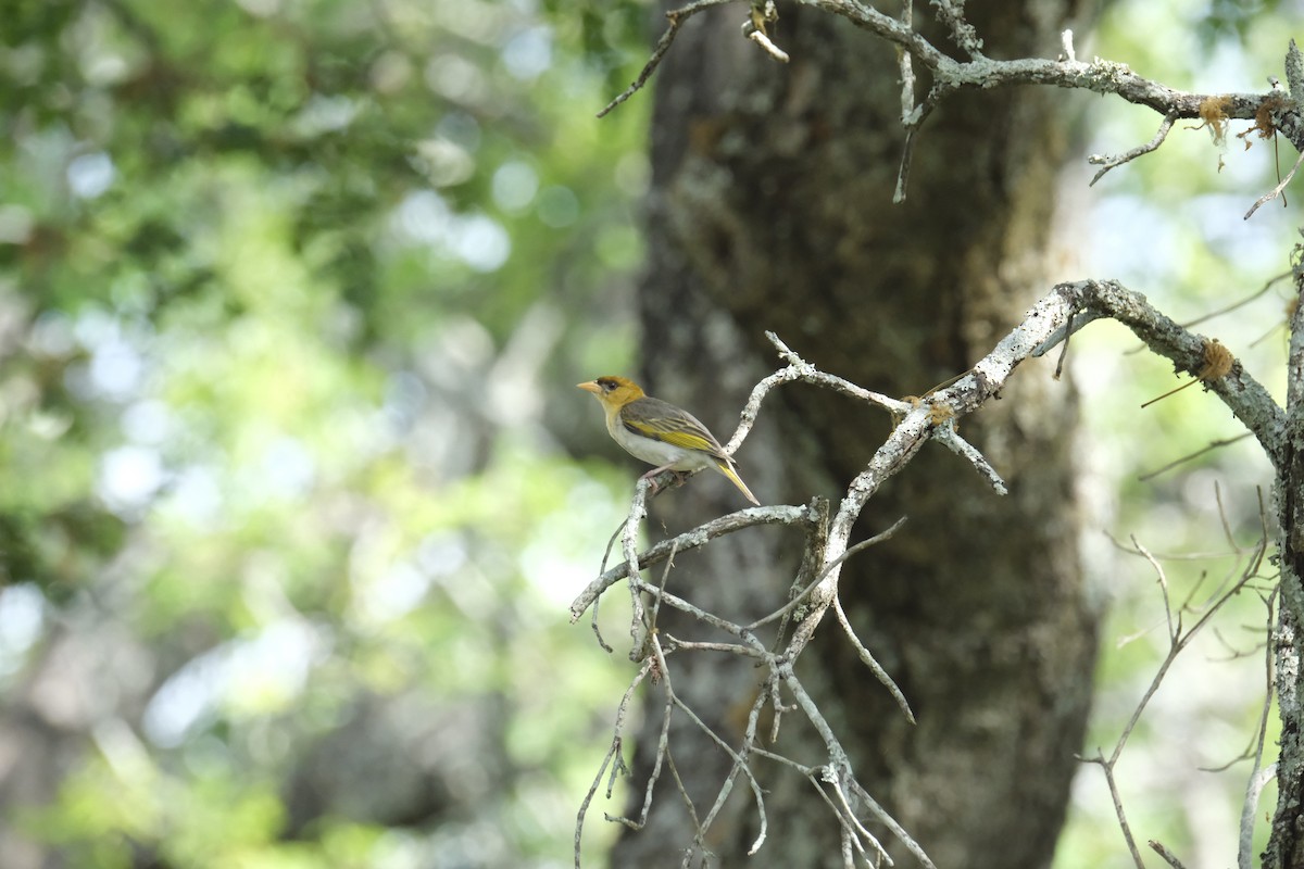 Anaplecte écarlate - ML645742067