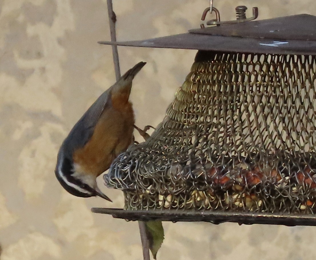 Red-breasted Nuthatch - ML645742075