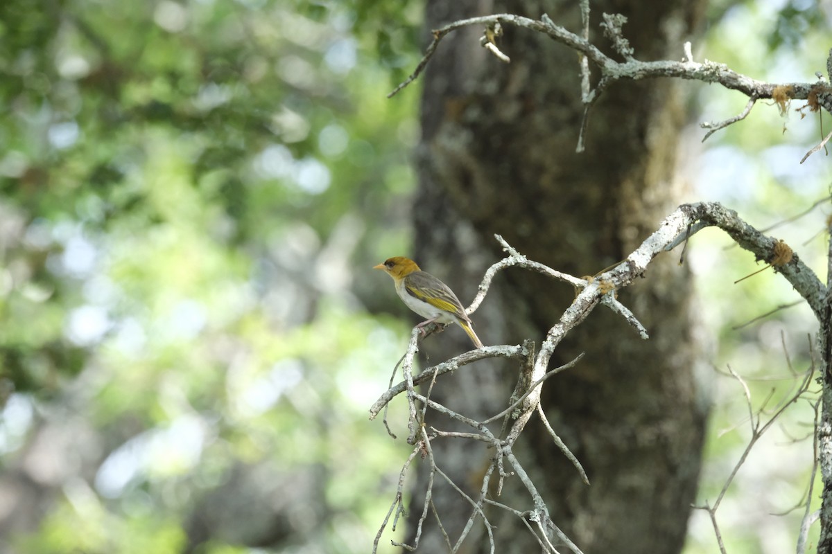 Anaplecte écarlate - ML645742076