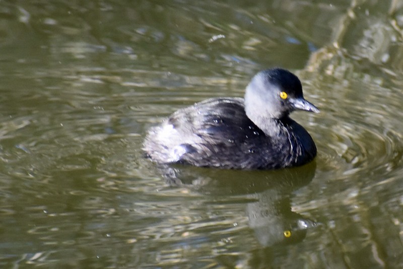 Least Grebe - ML645742077
