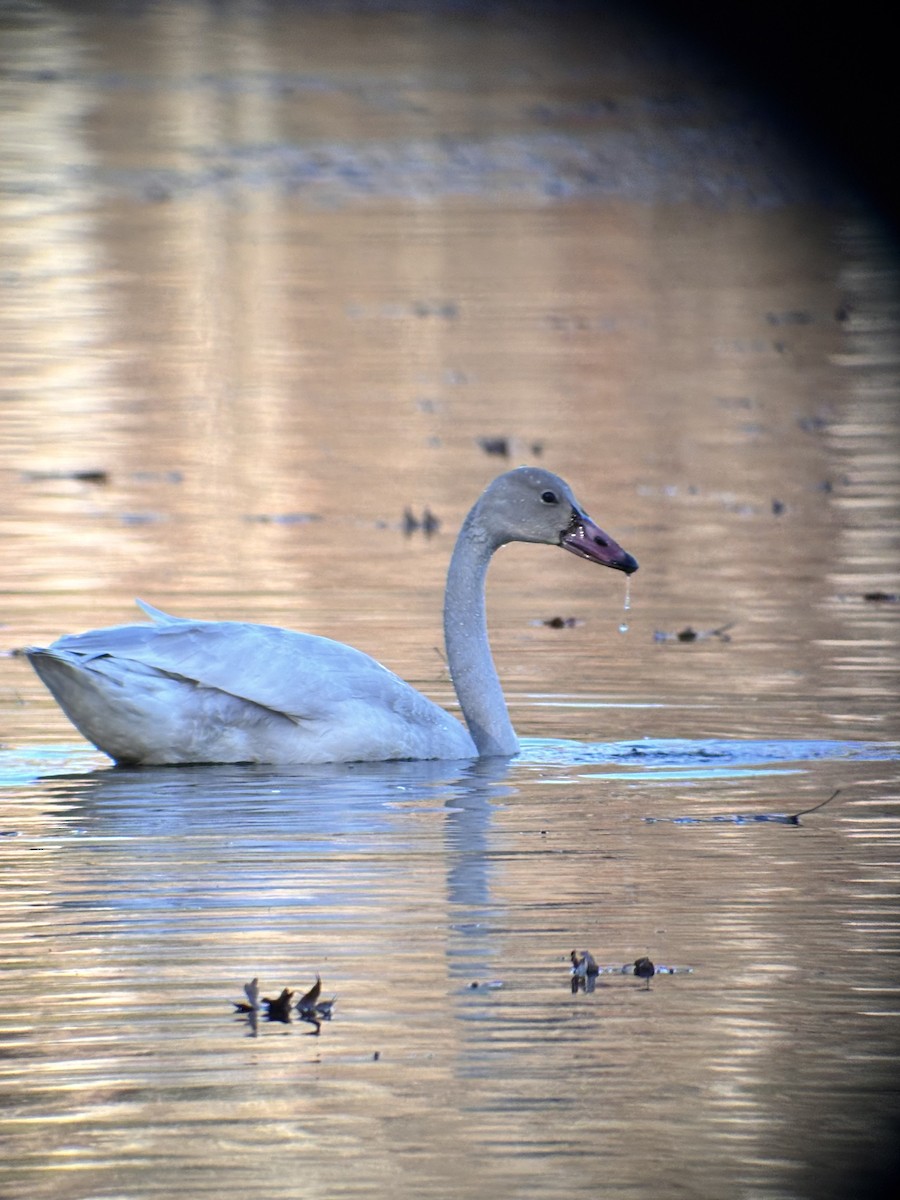 Tundra Swan (Whistling) - ML645742084