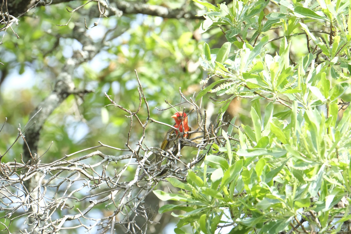 Anaplecte écarlate - ML645742085