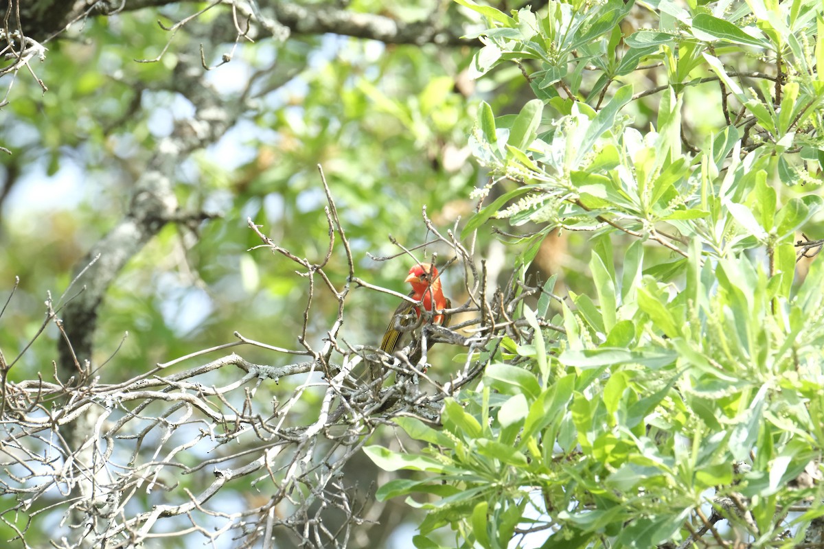 Anaplecte écarlate - ML645742087