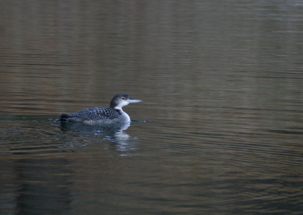 Common Loon - ML645742088