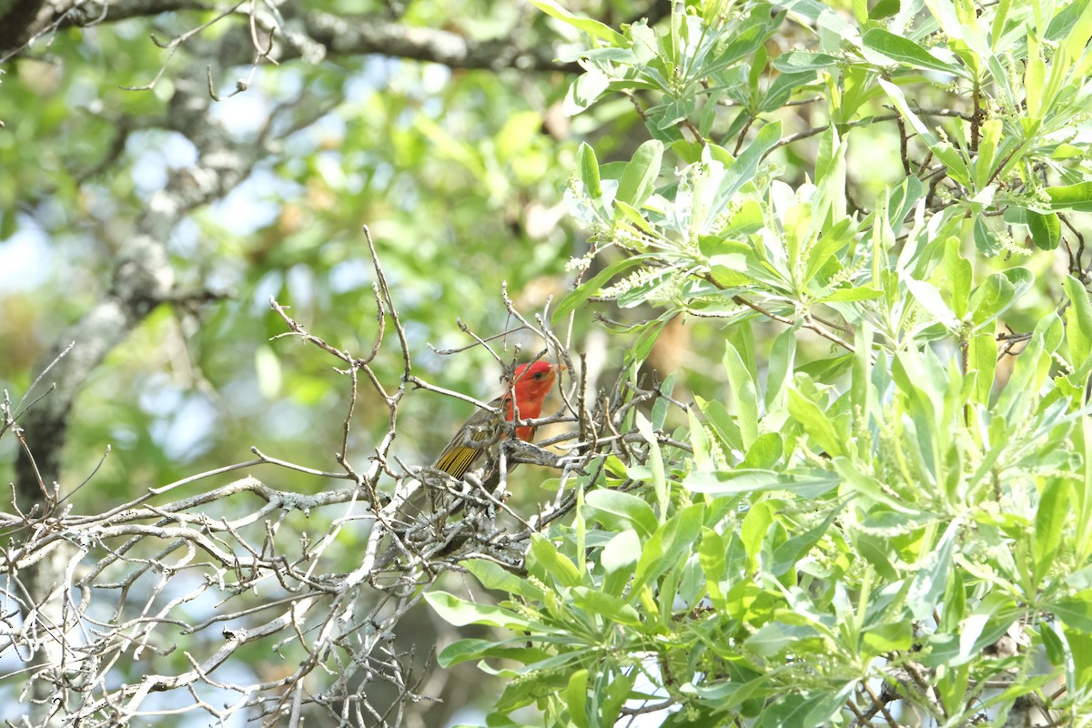 Anaplecte écarlate - ML645742089