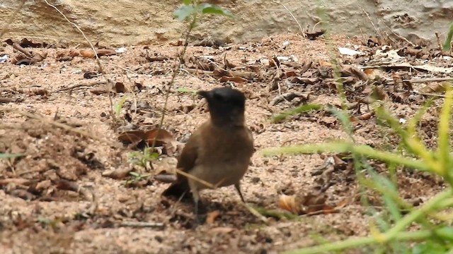 Common Bulbul - ML645742092