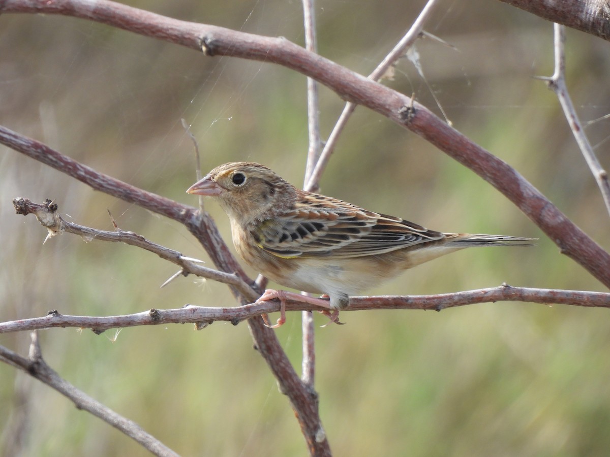 Grasshopper Sparrow - ML645742093