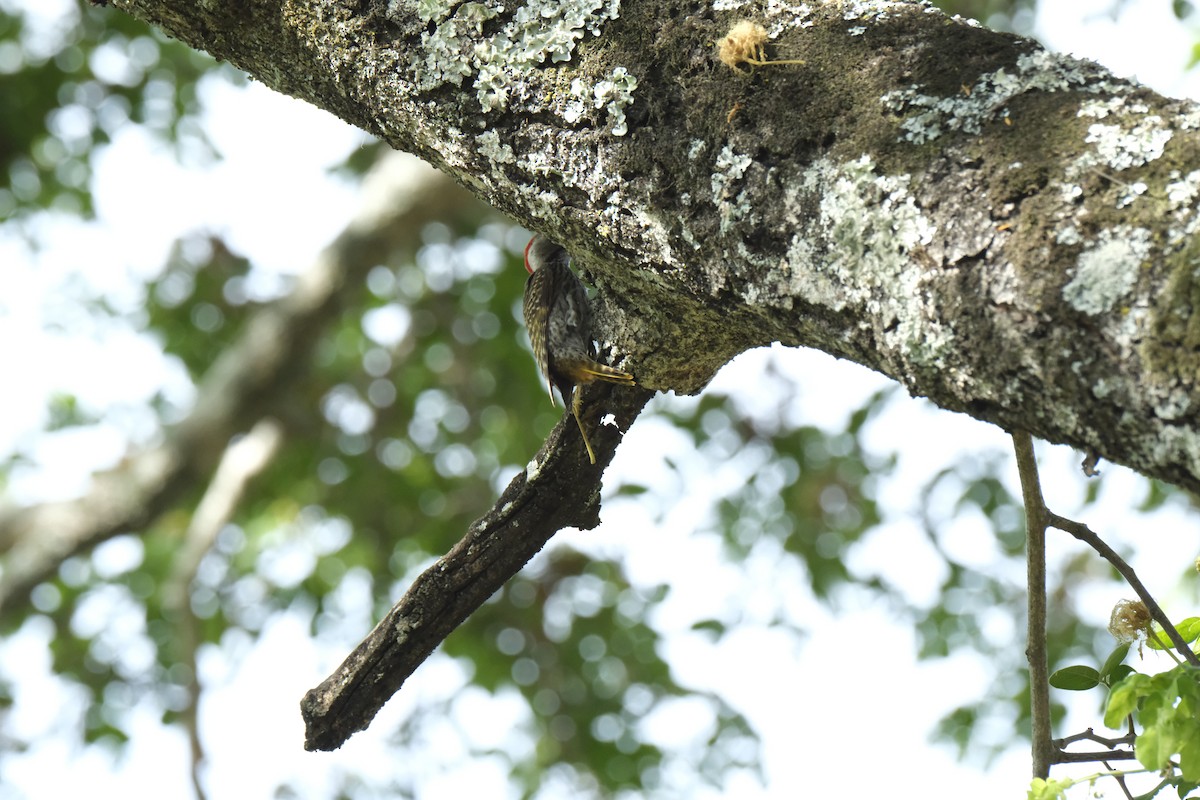 Cardinal Woodpecker - ML645742096