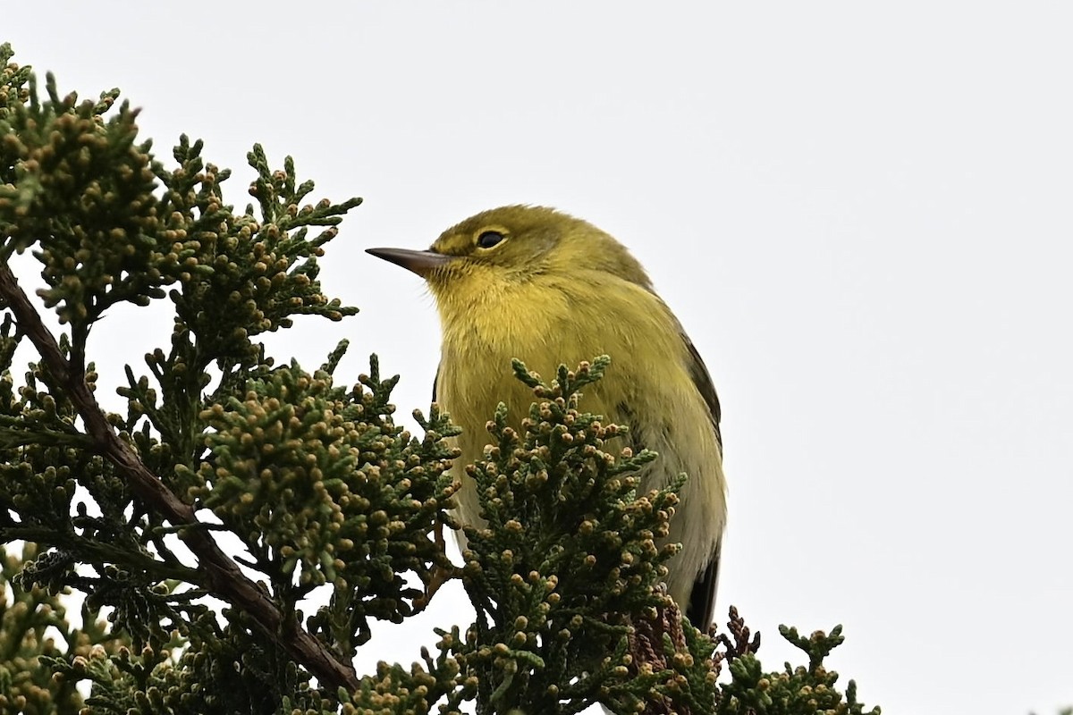 Pine Warbler - ML645742102