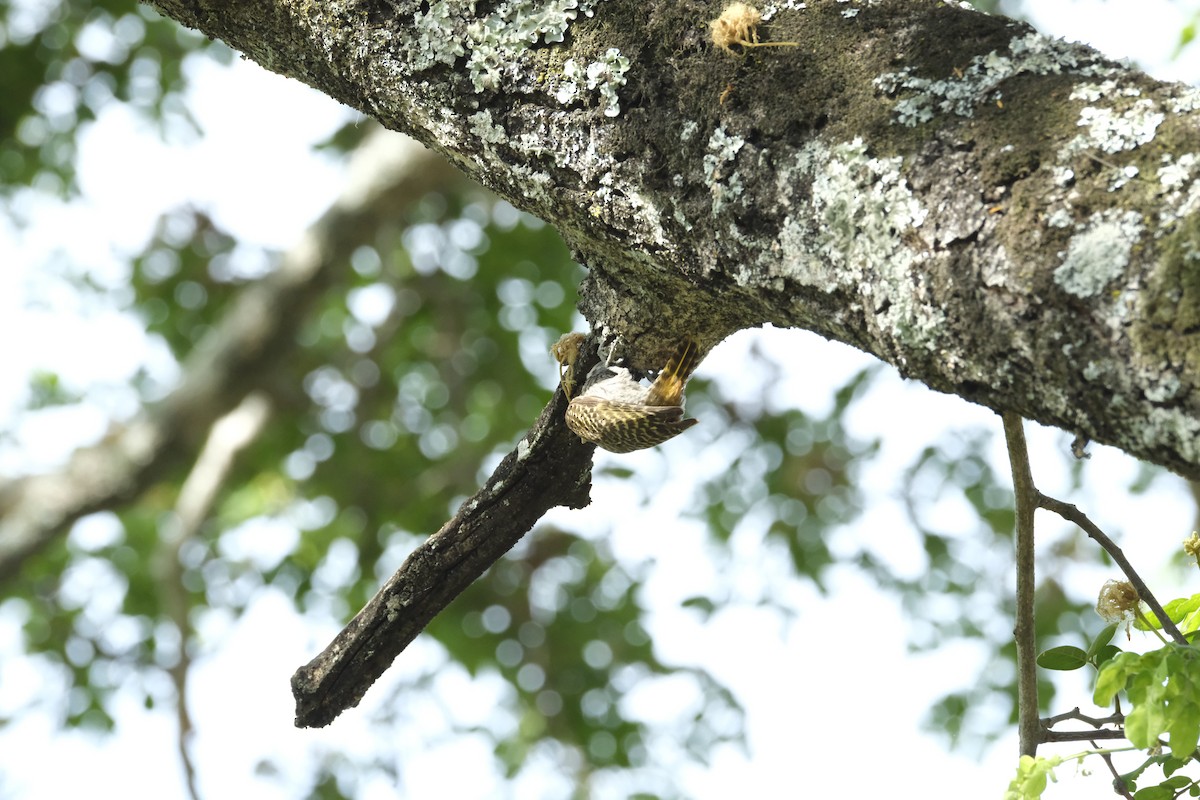 Cardinal Woodpecker - ML645742104