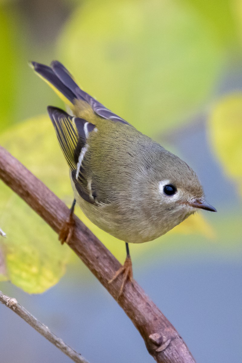 Ruby-crowned Kinglet - ML645742110