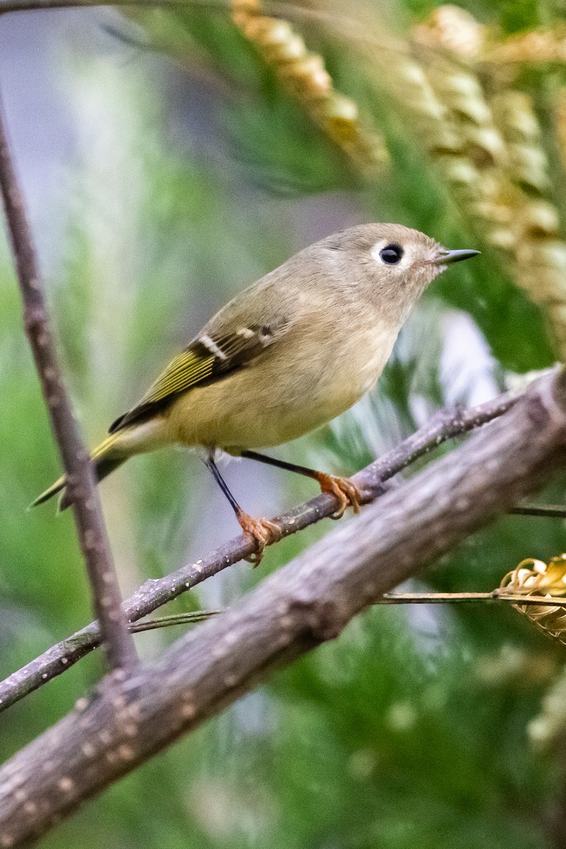 Ruby-crowned Kinglet - ML645742111