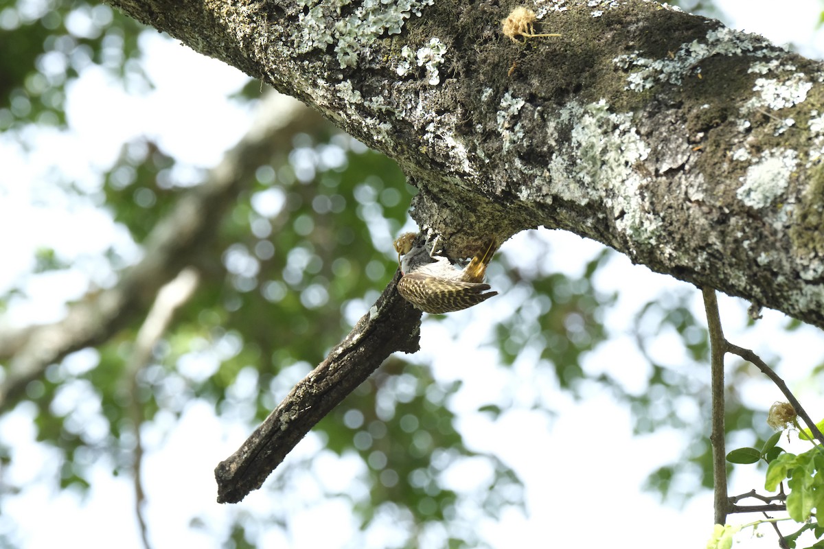 Cardinal Woodpecker - ML645742112