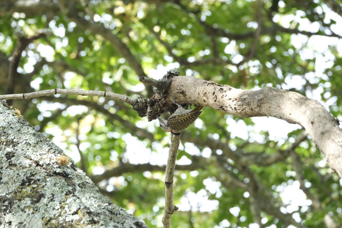 Cardinal Woodpecker - ML645742117