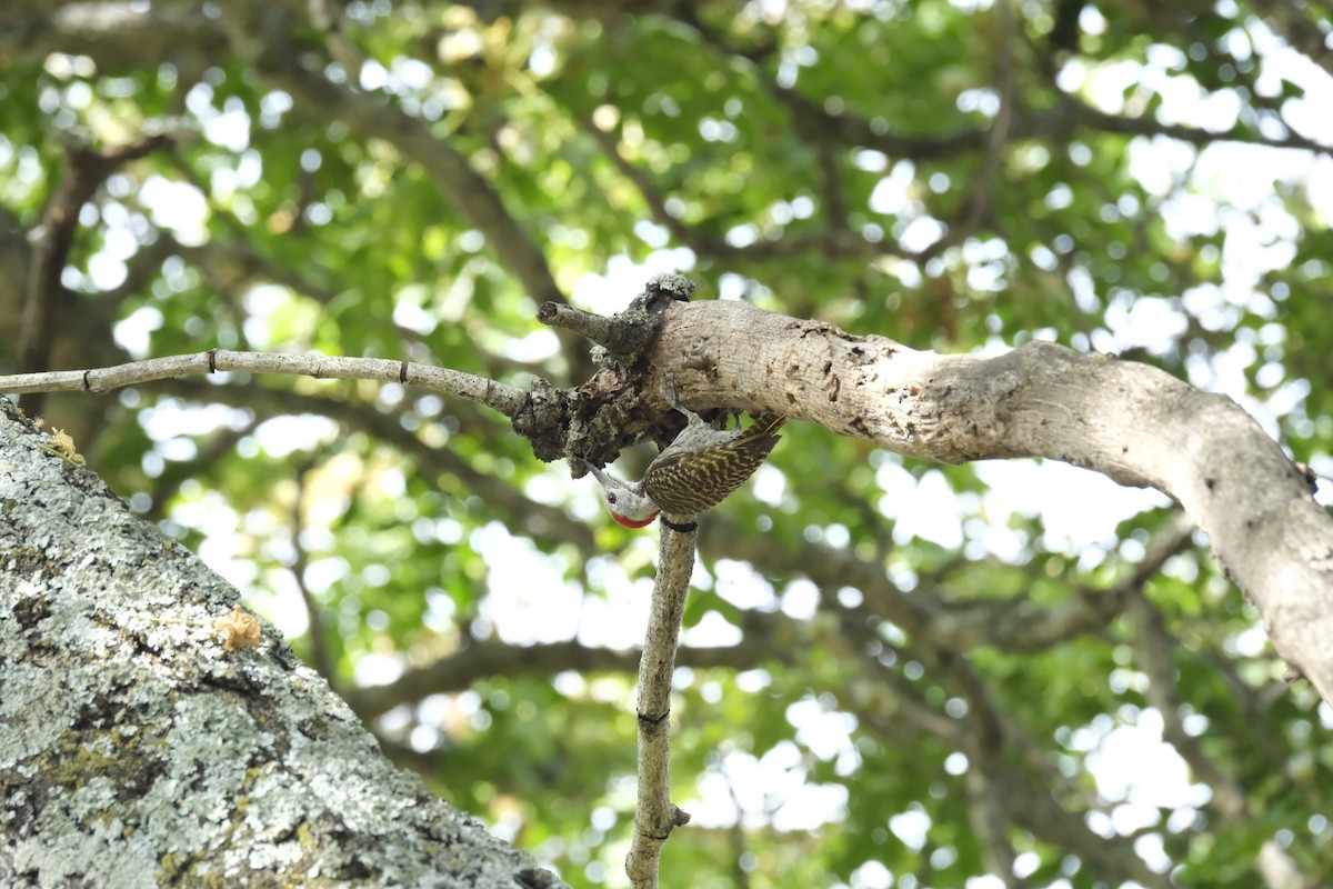 Cardinal Woodpecker - ML645742119