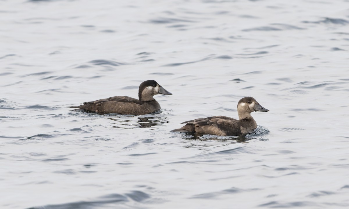 Surf Scoter - ML645742126