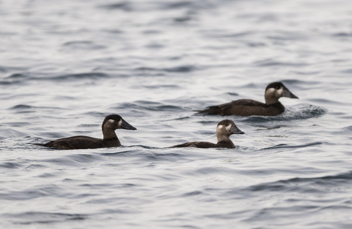 Surf Scoter - ML645742127
