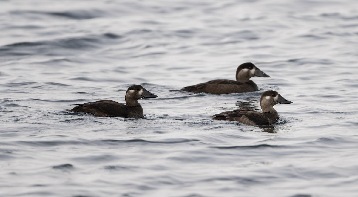 Surf Scoter - ML645742128