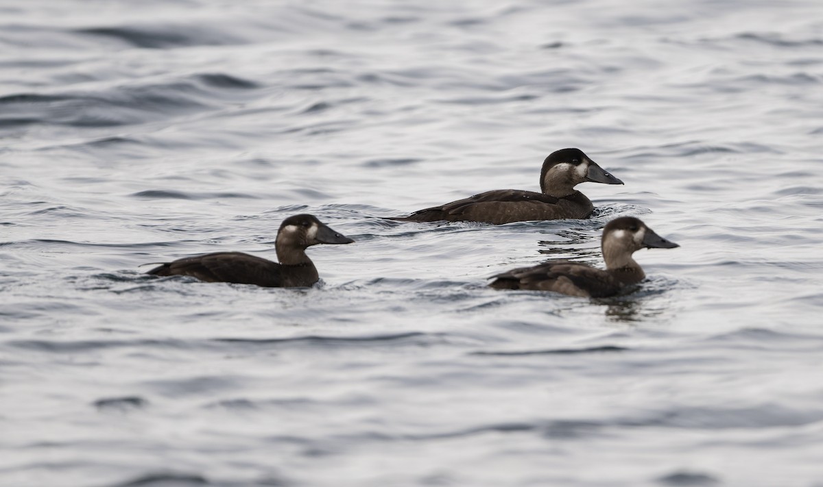 Surf Scoter - ML645742129