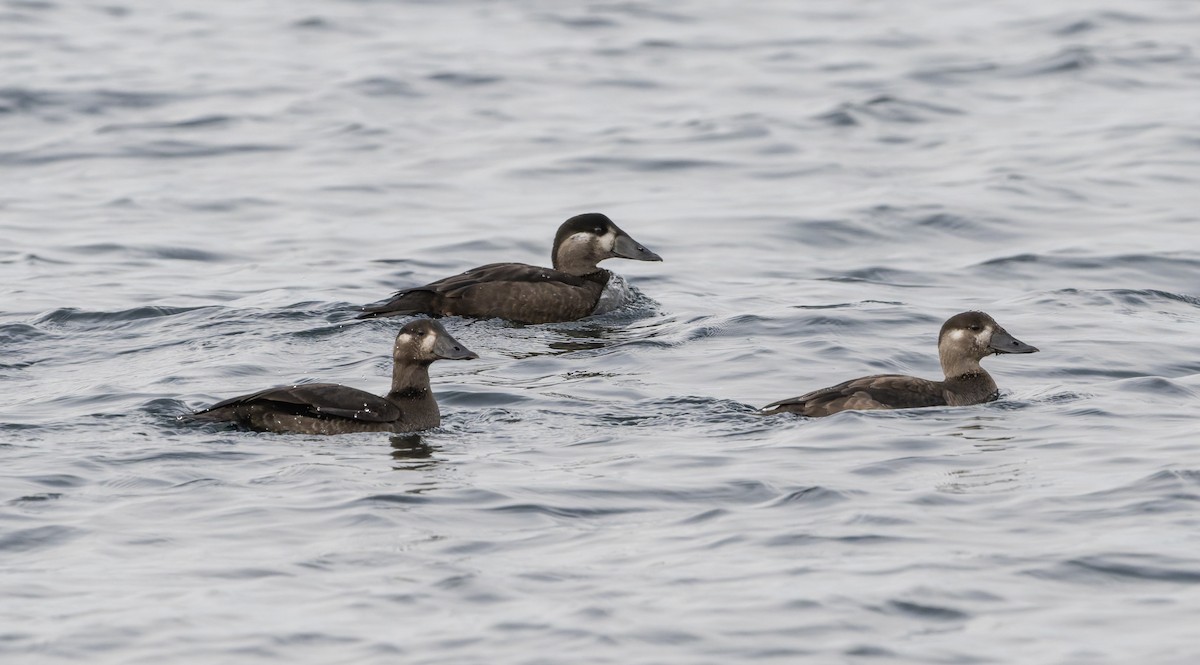 Surf Scoter - ML645742130
