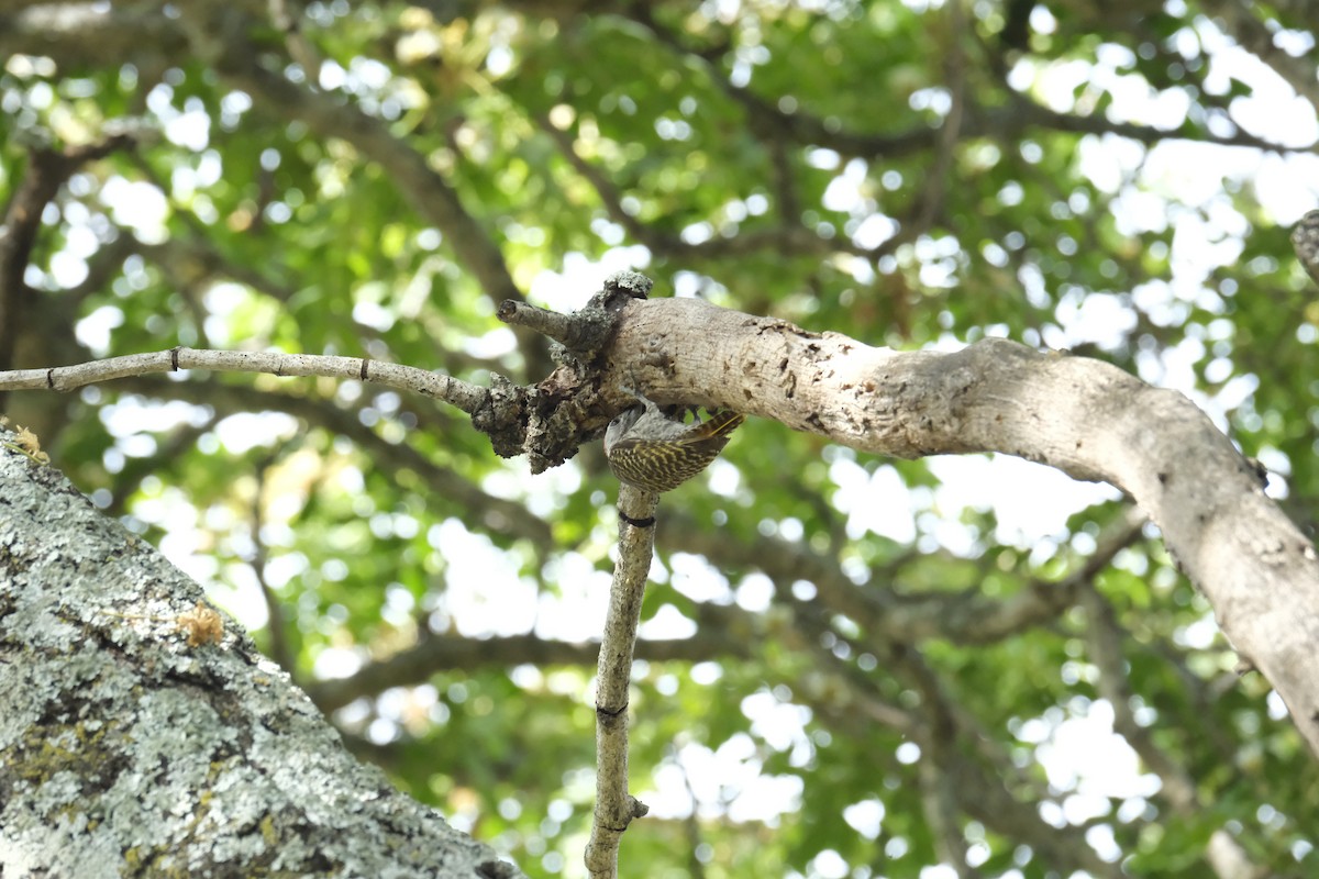 Cardinal Woodpecker - ML645742131
