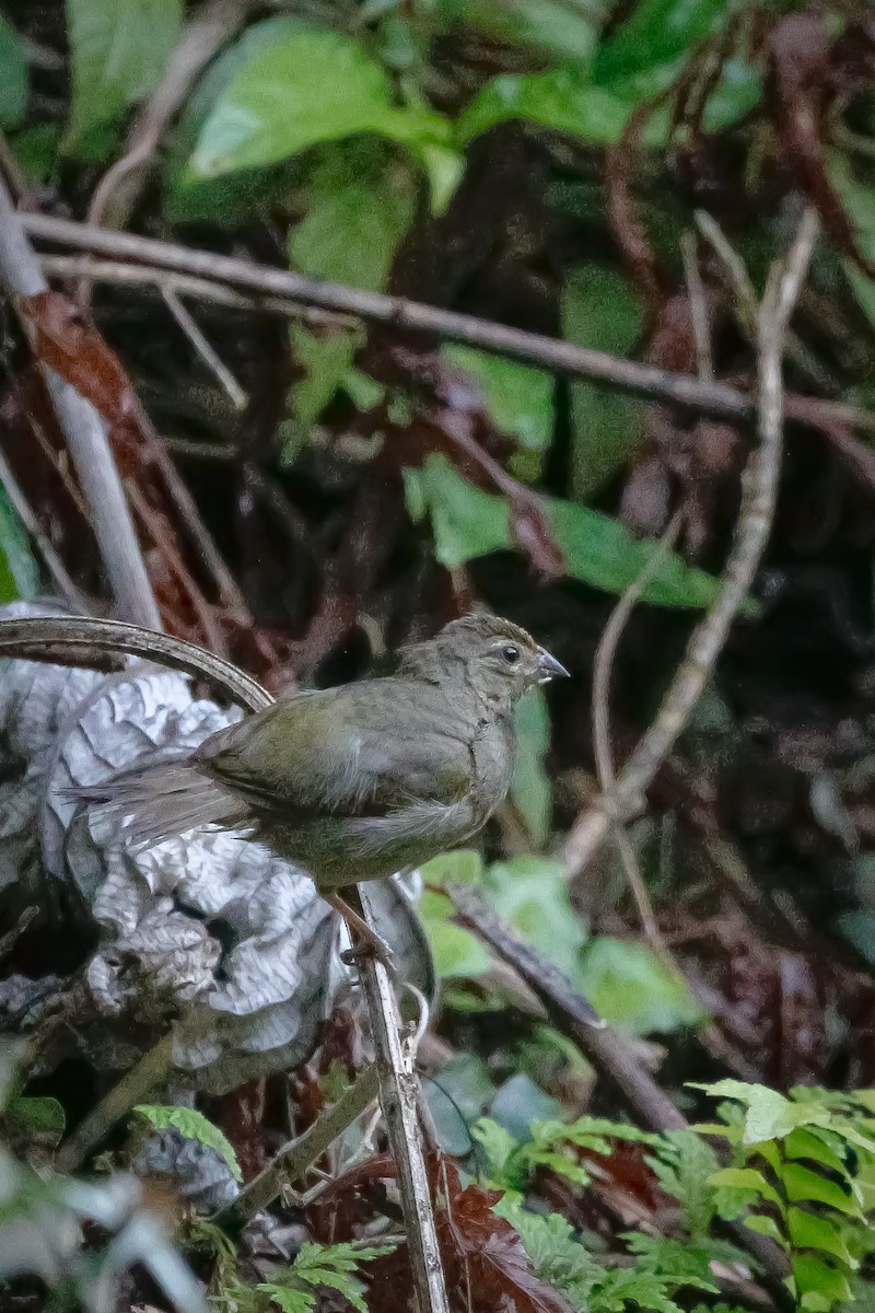 Yellow-faced Grassquit - ML645742133