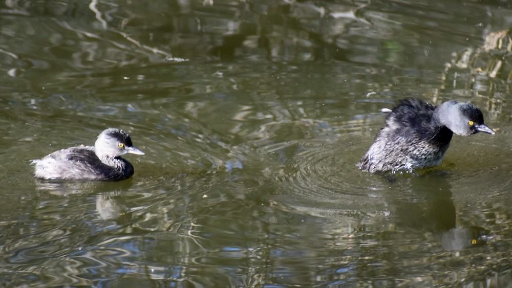 Least Grebe - ML645742154