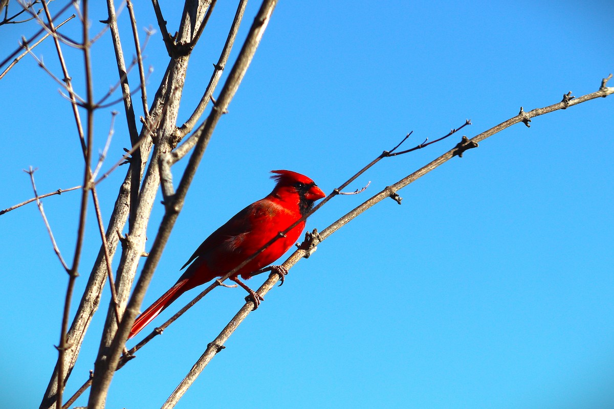 Northern Cardinal - ML645742157