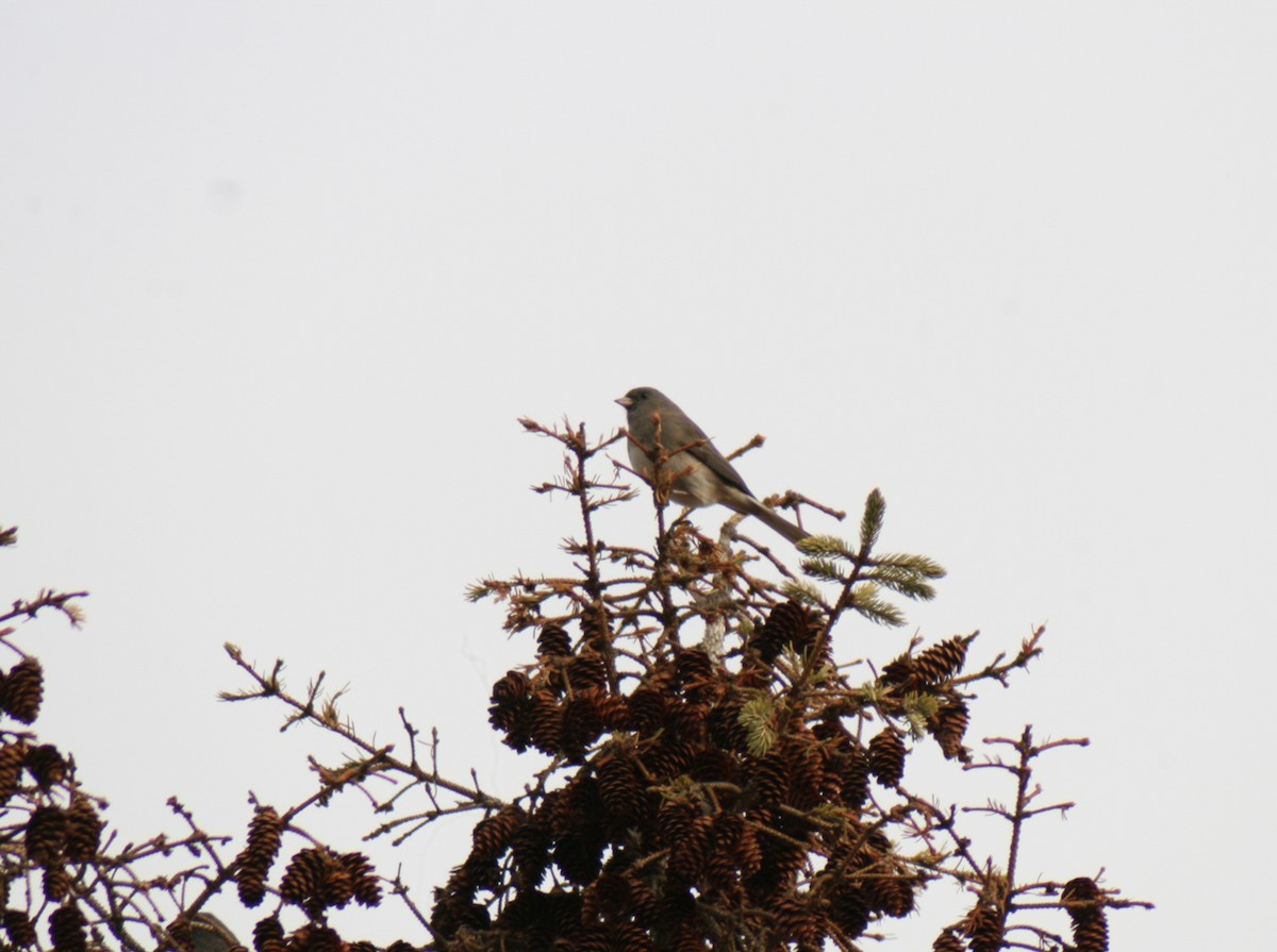 Dark-eyed Junco - ML645742159
