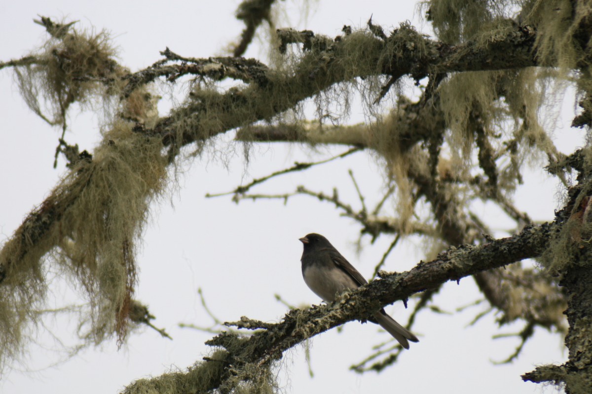 Dark-eyed Junco - ML645742160