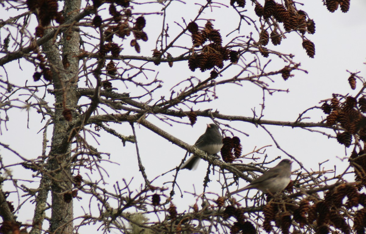Dark-eyed Junco - ML645742161