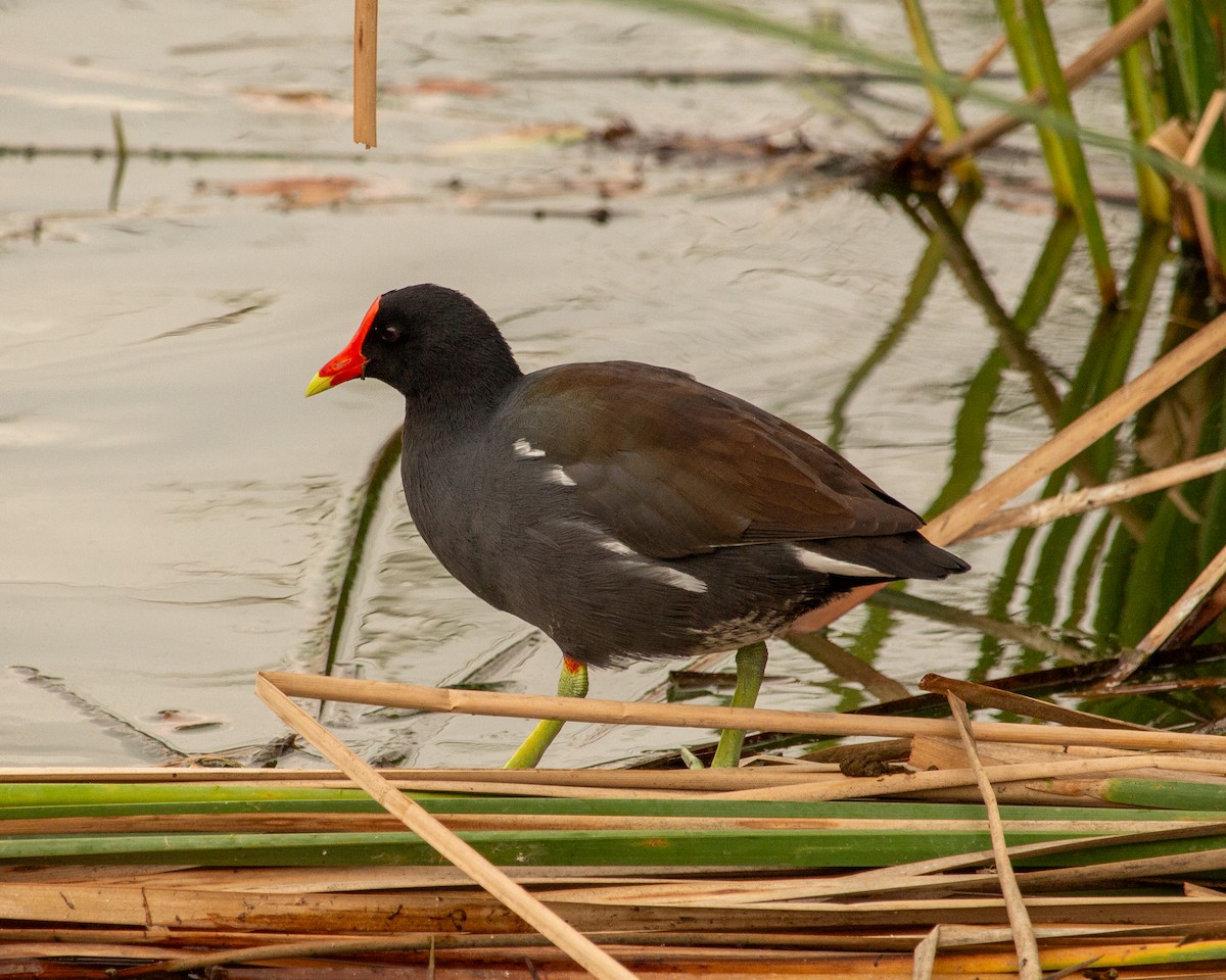 slípka americká - ML645742182