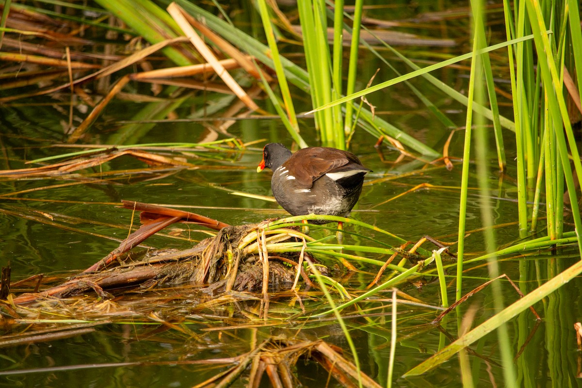 slípka americká - ML645742183