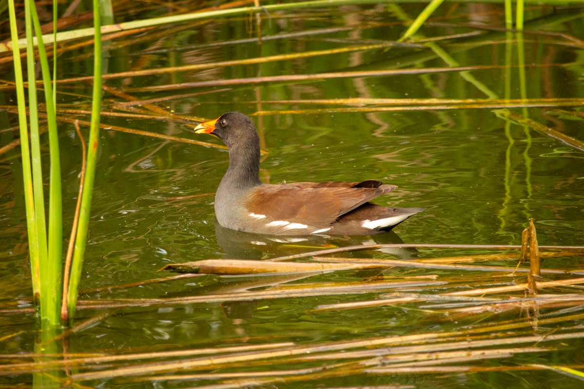 slípka americká - ML645742184