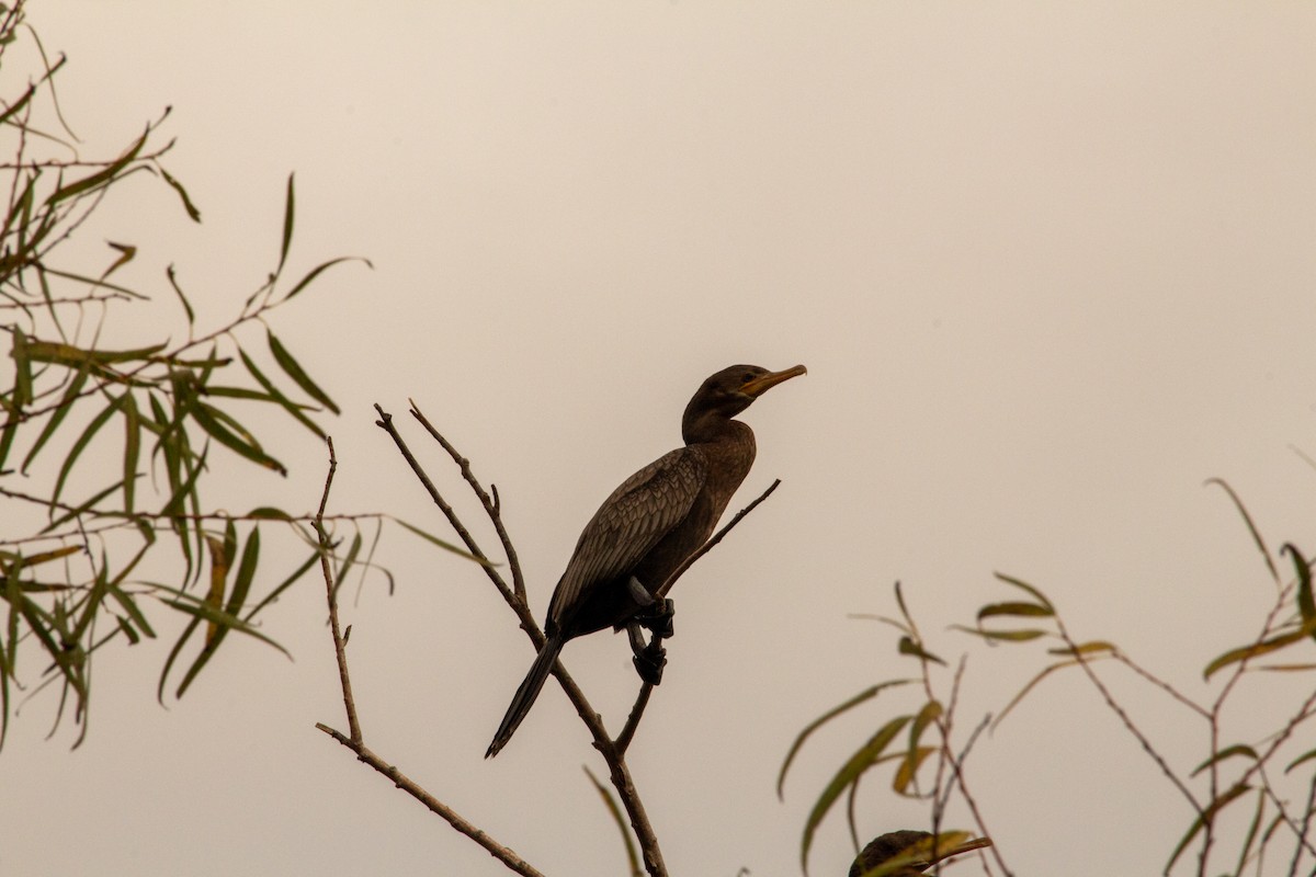 Neotropic Cormorant - ML645742192