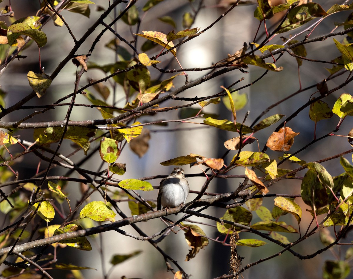 Chipping Sparrow - ML645742194