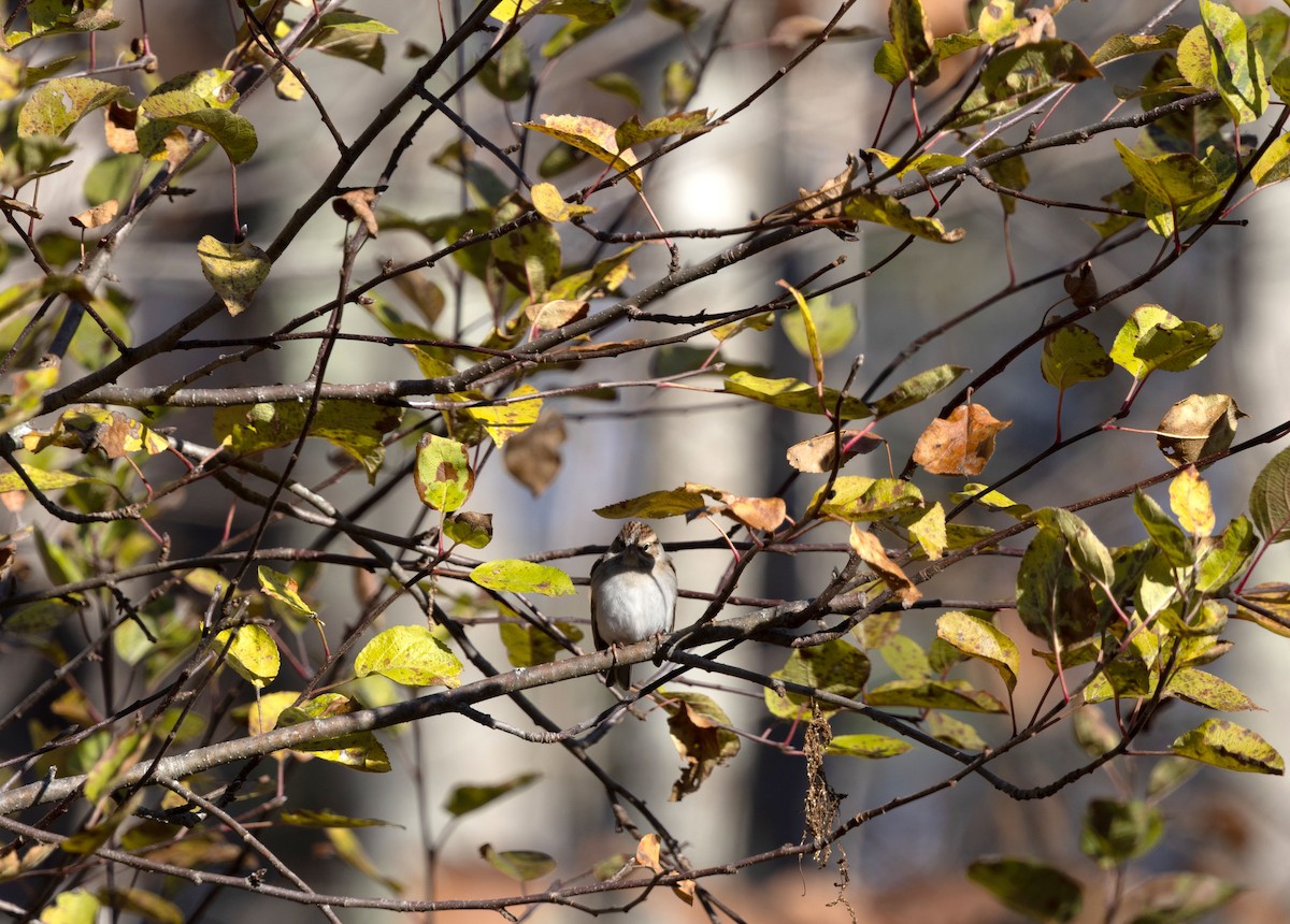 Chipping Sparrow - ML645742195