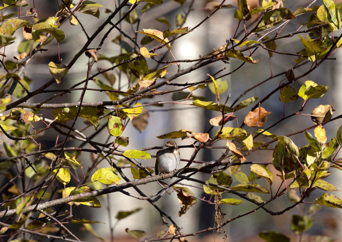 Chipping Sparrow - ML645742196