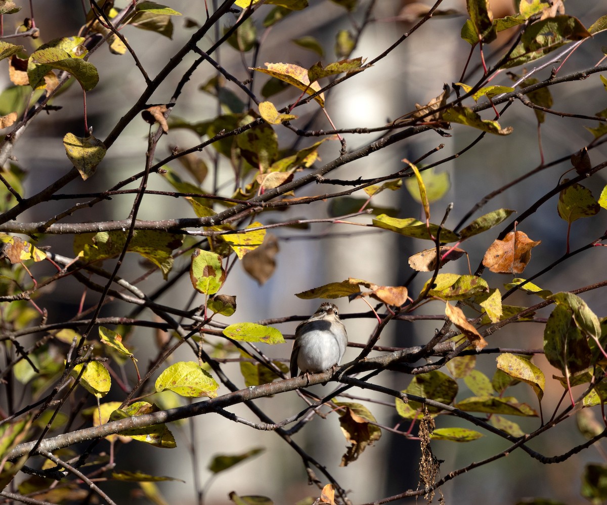 Chipping Sparrow - ML645742198