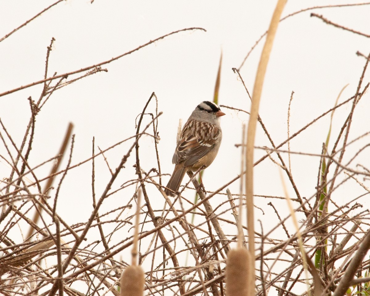 White-crowned Sparrow - ML645742221